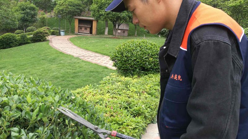 低成本垂直绿化墙尺寸选择：如何兼顾美观与实用