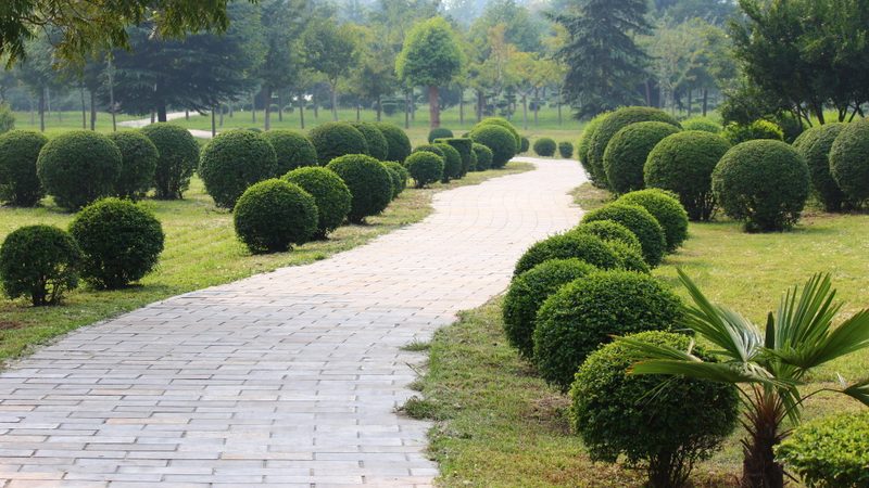 庭院绿化苗木种植多少钱