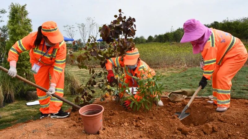 杭州办公室植物租赁，费用构成揭秘**